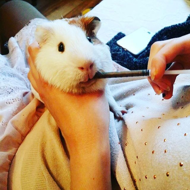 loveguinea_pigs's tweet photo. Someone has broken his teeth 😕😌 #cavia #guineapigsofig #guineapig #guineapigs #piglet #piggy #meerschweinchen #swinkamorska #swinkimorskie #petcare #mypet #cuteanimal #animallove #sick #eating #guineapigeating #foodie https://t.co/HSJuA36PBw https://t.co/6g1g94P1WB