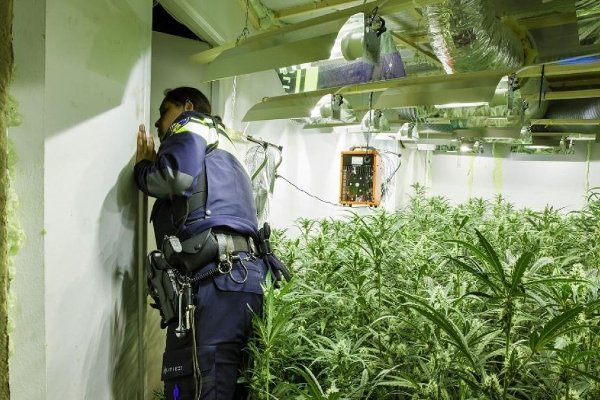 tblickman's tweet photo. Netherlands: Regulated #cannabis production test will include health warnings https://t.co/Kg47TeJKJd Experiment with regulated cannabis is unlikely to start before the end of 2019 and will run for five years and two months https://t.co/Mvgn2DUbeb