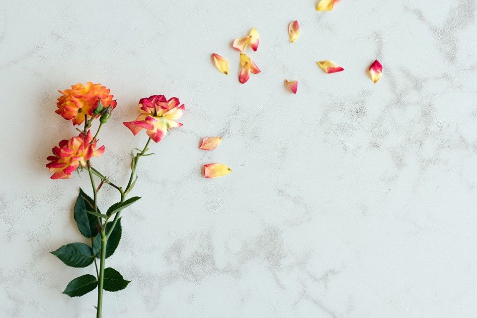 GCWcountertop's tweet image. The HanStone’s Monterey granite corresponds to the flowers really well. 

#HanStone #Quartz #GraniteCountertopWarehouse