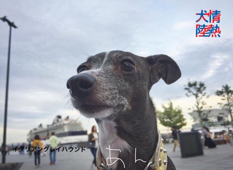 黒犬あん 小さいお犬さん Iganchan1125 Twitter 黒犬あん 小さいお犬さん Iganchan1125 Twitter