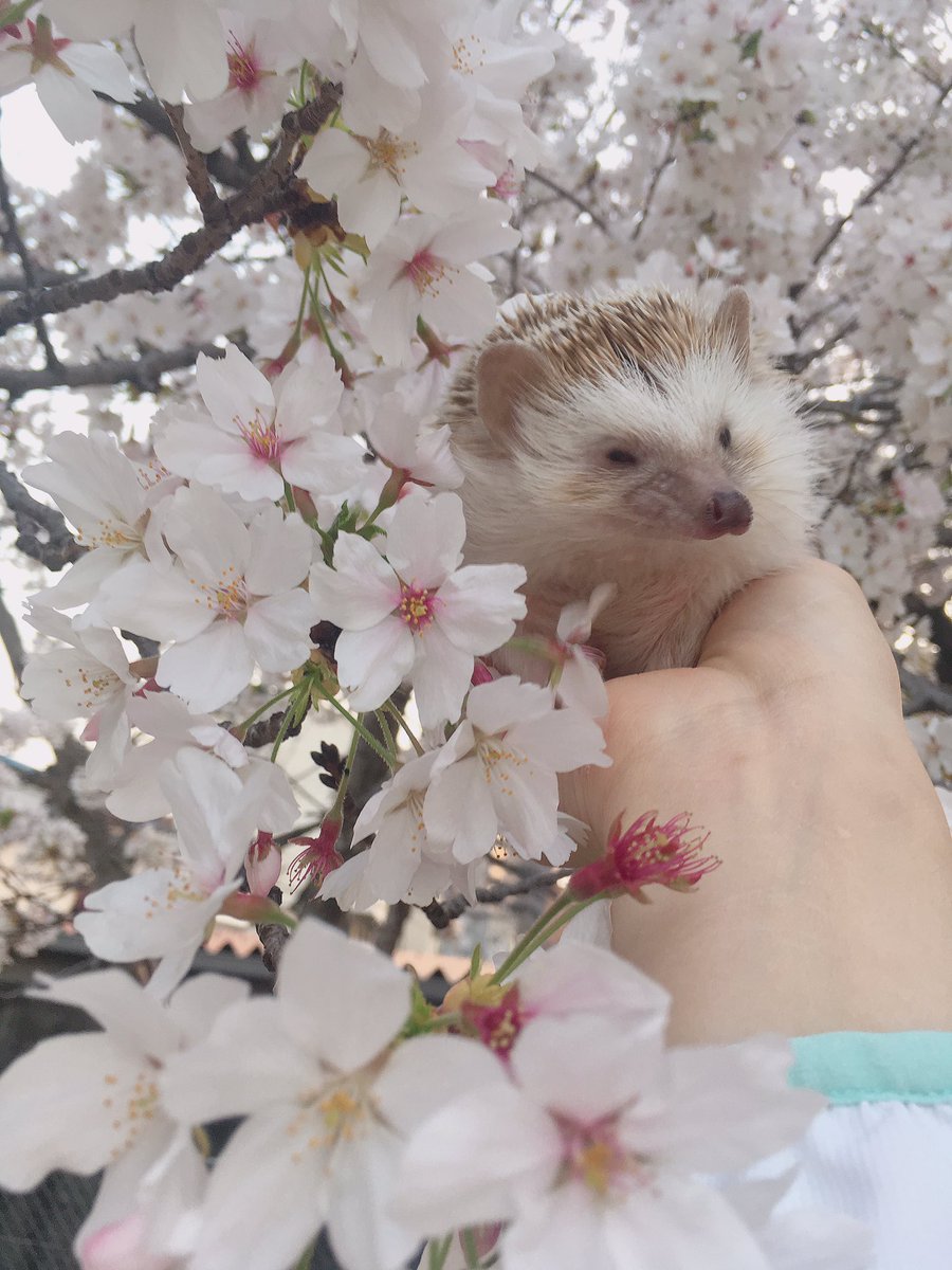 qefpyn's tweet photo. あめたんと花見🌸
これから毎年一緒に過ごそうね☺️ https://t.co/f16PnPQOz7