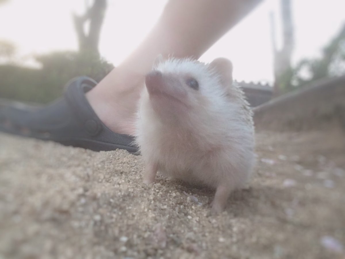 qefpyn's tweet photo. あめたんと花見🌸
これから毎年一緒に過ごそうね☺️ https://t.co/f16PnPQOz7