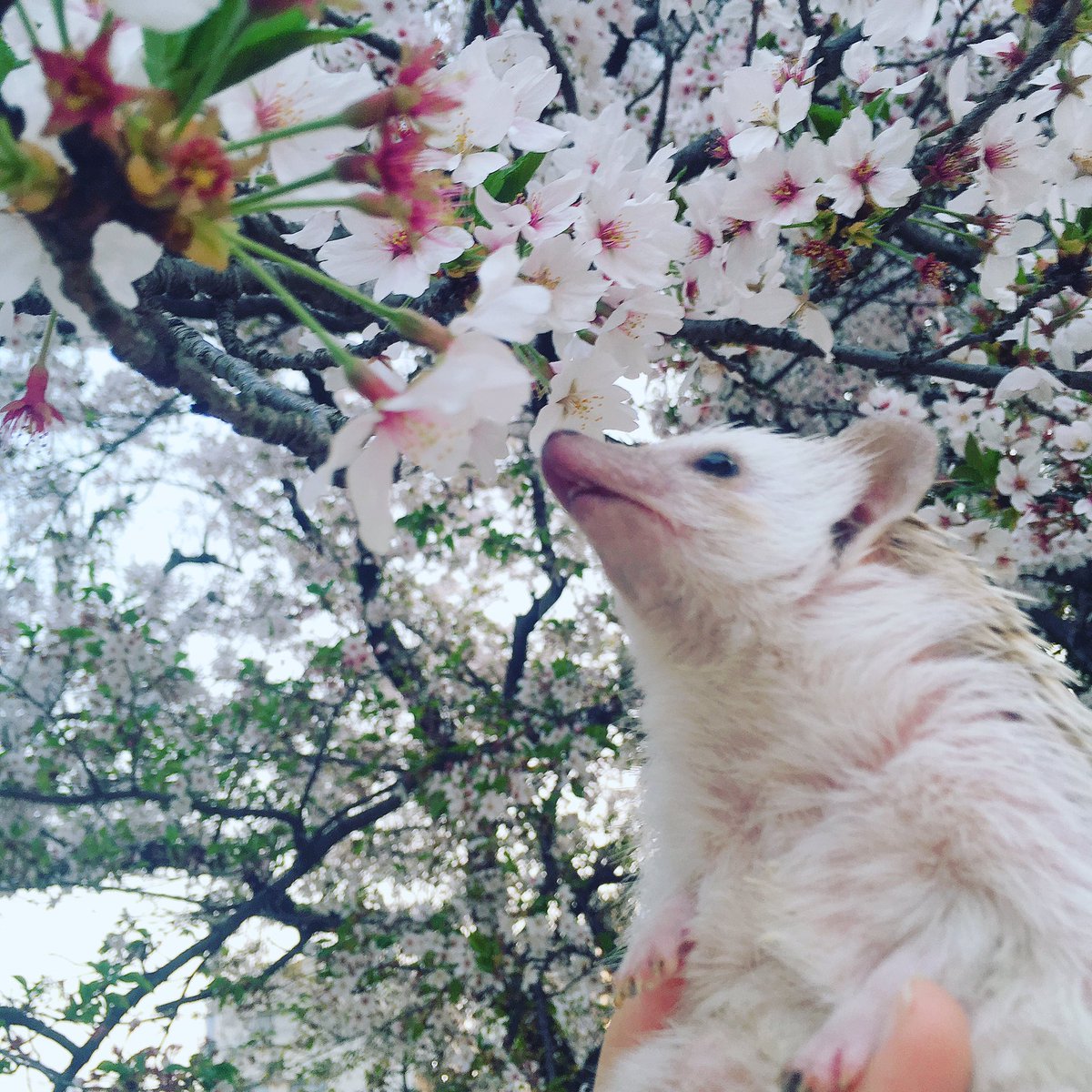 qefpyn's tweet photo. あめたんと花見🌸
これから毎年一緒に過ごそうね☺️ https://t.co/f16PnPQOz7