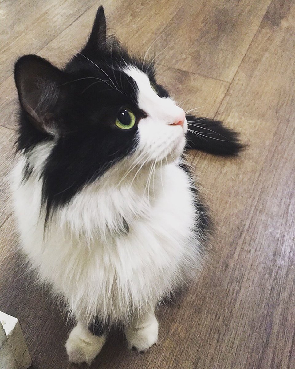 Today's the last day to vote for Princess the <a href="/IWStartupCat/">StartUp Cat</a>! An active entrepreneur resident at Innovation Warehouse, interested in catnip, good food, sleeping and advising early stage startups. Vote here - coworkyawards.com/best-furry-cow…