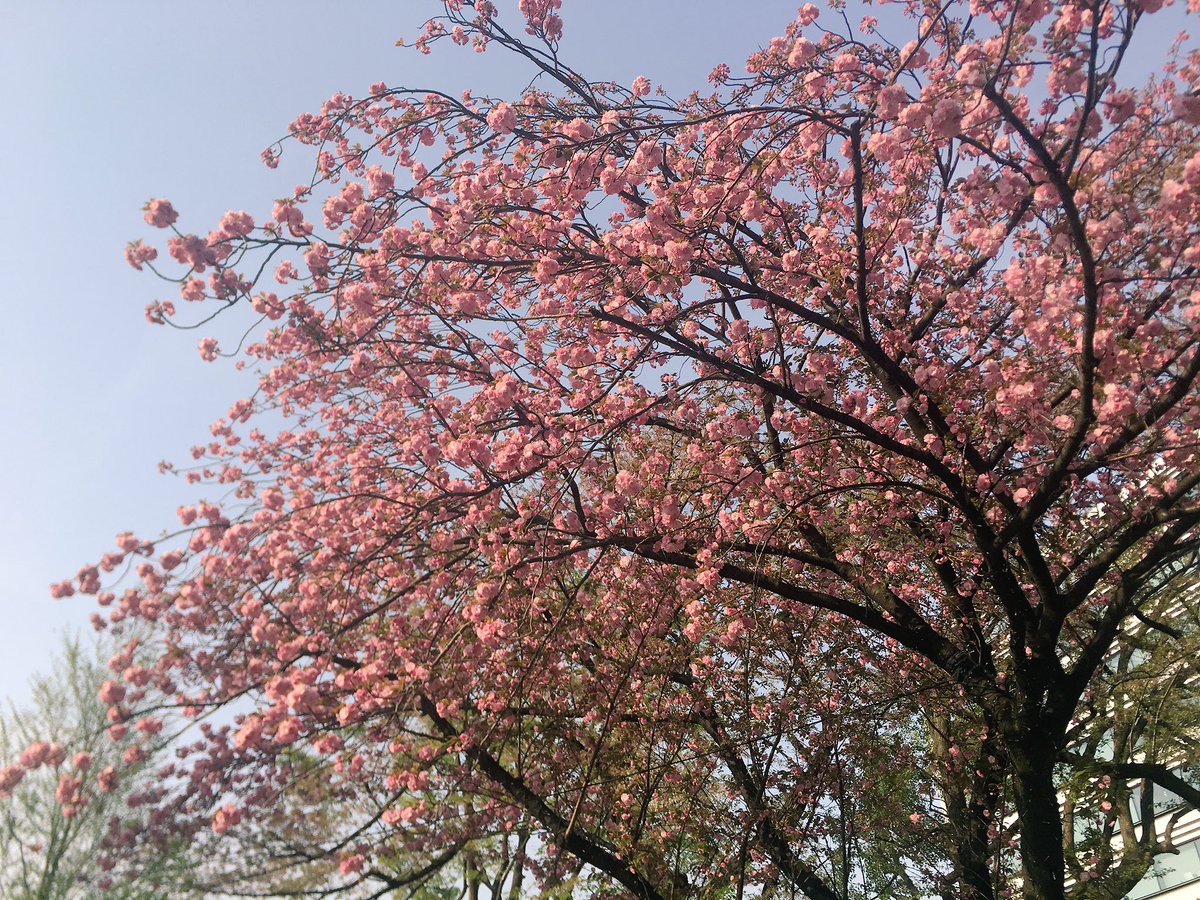 今日はじーさんと一緒にリハやってうどん食べました もう世間は春まみれであったかいわ気持ちいいわで最高ですね(じーさんは花粉で辛そうだった)
桜は大体ちっちゃってたけど 来年はお花見行きたいなー
写真はスズメのカップルと生きてた桜