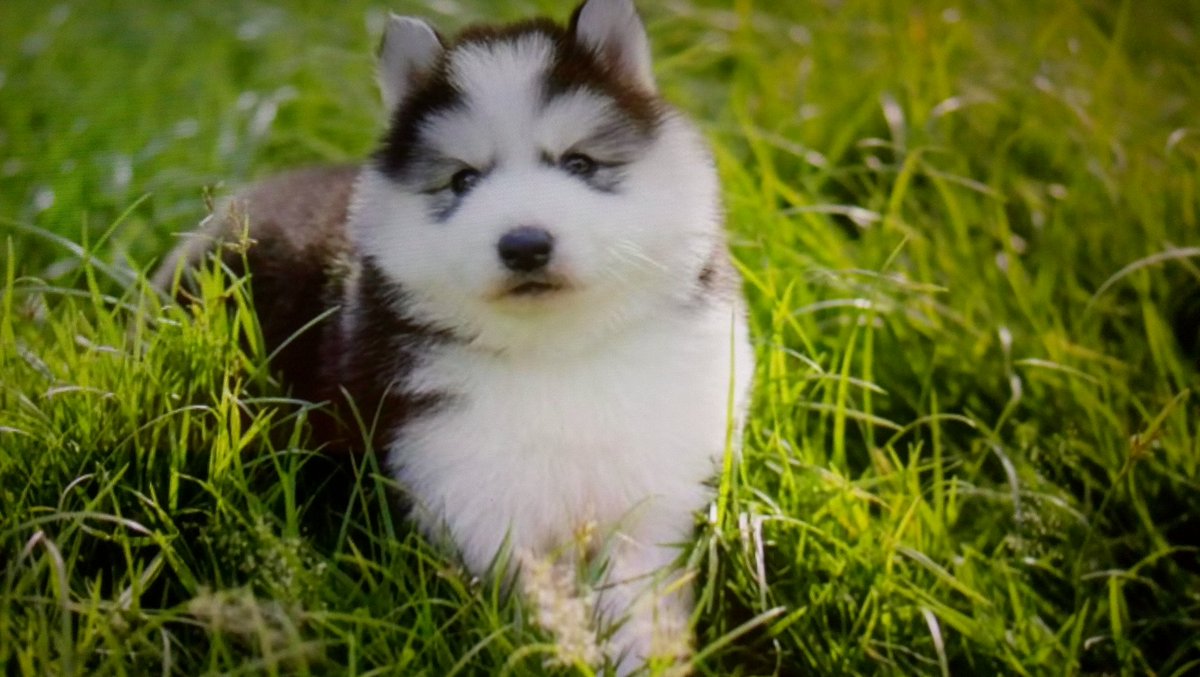 Emily01523884's tweet photo. #puppylove this is shadow https://t.co/3zWK43v7Zr