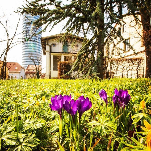 jenaparadies's tweet photo. Genießt diesen herrlichen Frühlingstag!😎 #sonnesatt #frühling #jena #jenacity #botanischergarten #krokus #moments #heimatliebe #nichtswieraus #😎 https://t.co/XbtZGVNuXu