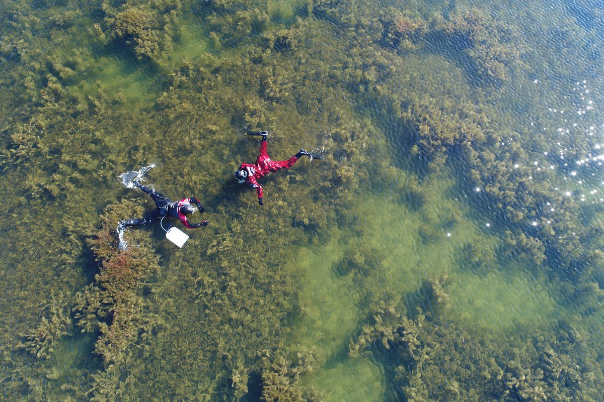 Kvarkenflada's tweet photo. Är du intresserad av #marinbiologi och har inget #sommarjobb ännu? Ca 30 ställen öppna på #Forststyrelsen stationerat på hela finska kusten. https://t.co/Nh9gKvqX8q #Drömmjobb https://t.co/f99waB9Cx5