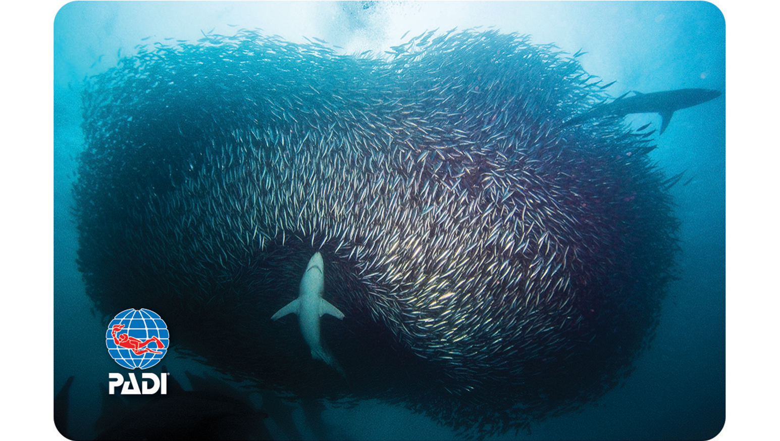 Twitter पर Padi Japan 地球最大の魚群とも称されるサーディンラン イワシの群れ を狙って捕食者が集まる南アフリカの海中を捉えた一枚 このカードデザインを期間限定で発行中ですので ぜひご利用ください 再発行限定 詳しくは T Co Twitter पर Padi Japan 地球最大の魚群とも称されるサーディンラン イワシの群れ を狙って捕食者が集まる南アフリカの海中を捉えた一枚 このカードデザインを期間限定で発行中ですので ぜひご利用ください 再発行限定 詳しくは T Co