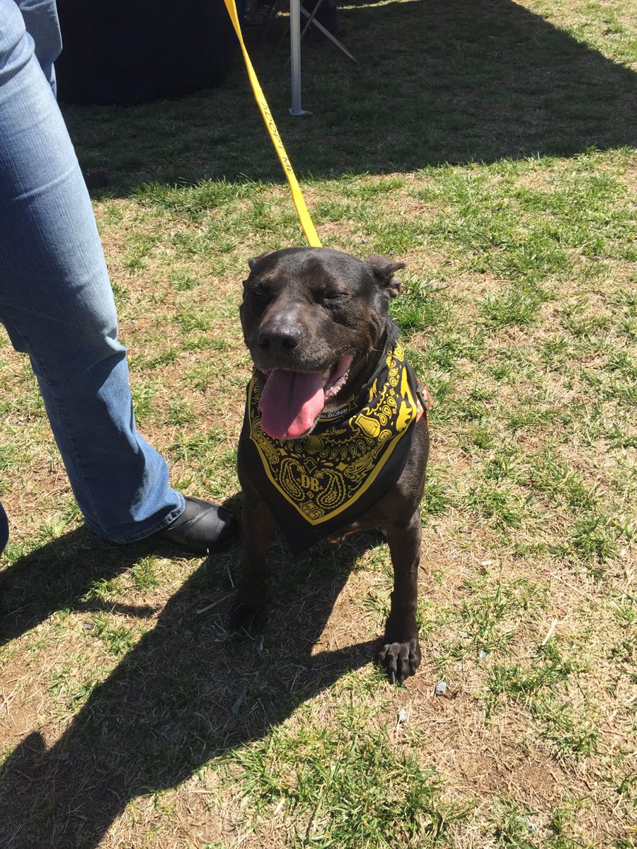 dbbrewingco's tweet photo. Thank you to everyone who came out & supported our local SPCA on 3/31. Couldn't make the Cattywompus beer release & pet adoption parties? You'll still have a chance to help now until the beer runs out! https://t.co/0mutqzfwbd #SPCA #adoptapet #DBbeer #Cattywompus https://t.co/kVVSl7lGst