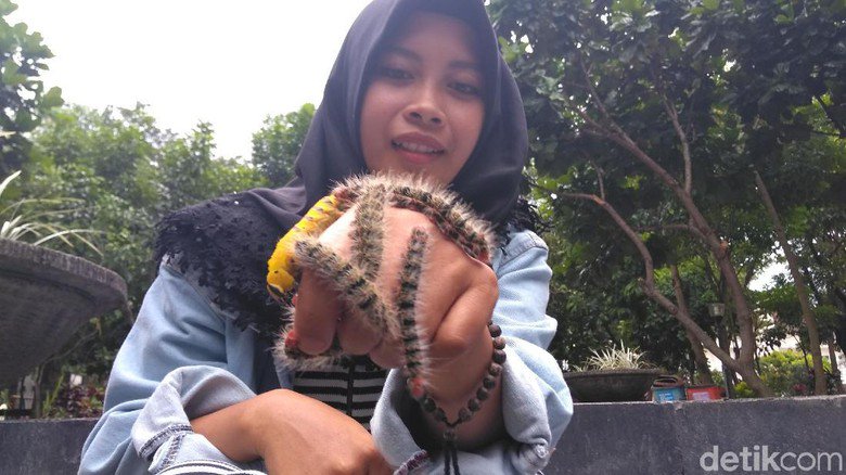 detikcom's tweet photo. Melihatnya saja bikin merinding, tapi remaja ini jadikan ulat bulu sebagai hobinya. Gimana kalau dipegang dan diletakan di muka ya. Hii.. Kamu berani? https://t.co/b7s7FazRV3 https://t.co/9lJLePnx5C