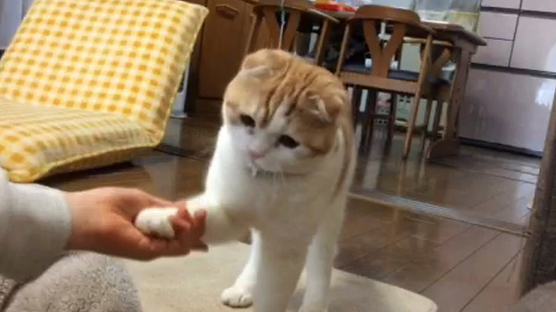 生き物にサンキュー Sur Twitter 明日よる7時の生き物にサンキューは 犬 ネコが一瞬で豹変する 魔法の言葉２時間ｓｐ 散歩や爪切りが嫌いで芝居する犬 お手 と言ったらとんでくるネコ まさかのcm曲に反応するネコ 大爆笑の２