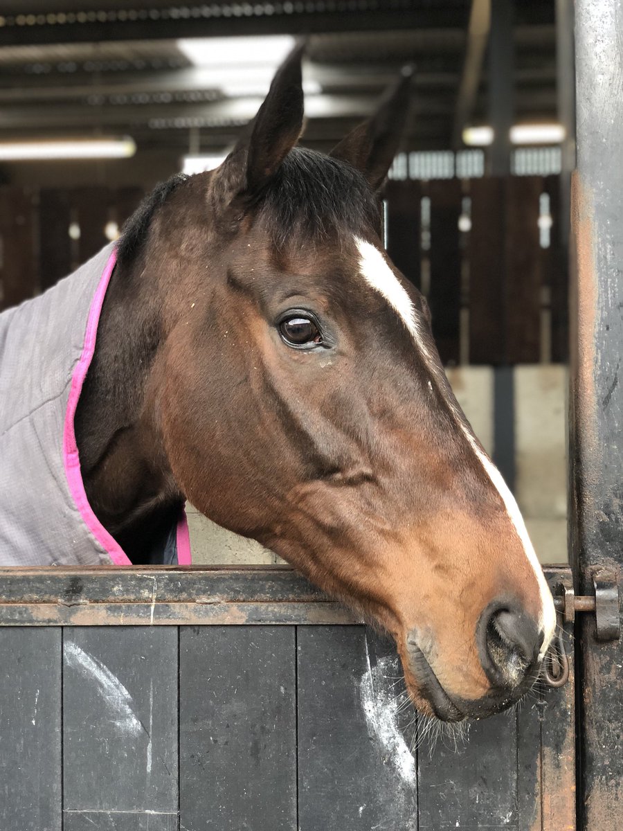 rachbevans's tweet photo. Covered in mud and winning the #irishgrandnational yesterday. #generalprinciple looking very pleased with himself today @gelliott_racing 🎉 https://t.co/HpcFTtWl6f