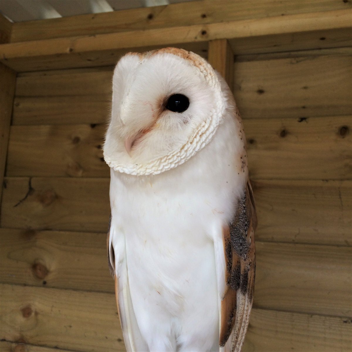 Willow On Twitter I Met The Handsome Male Barn Owl