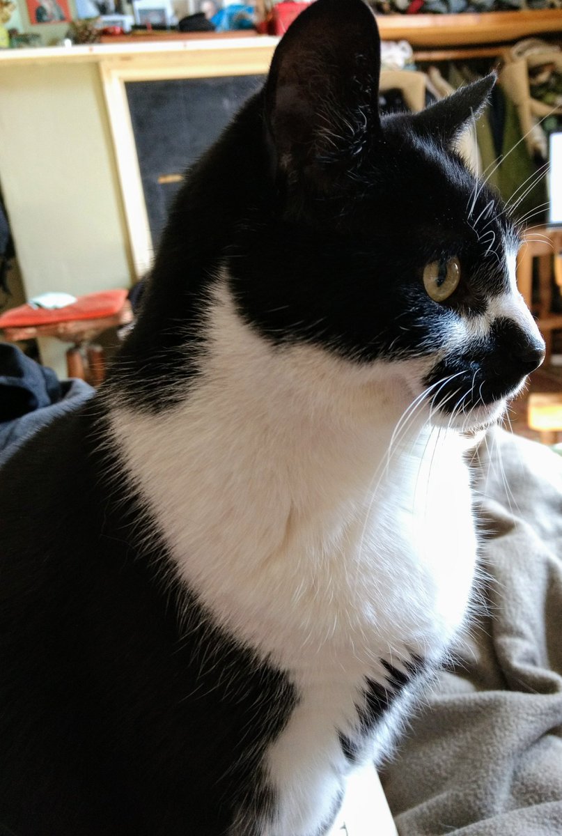 TobiasandJasper's tweet photo. I'm feeling so much better today...Happy Tuxie-Tuesday from Tobias! ♥️🐾🐟🐟 https://t.co/kT08wPbNje