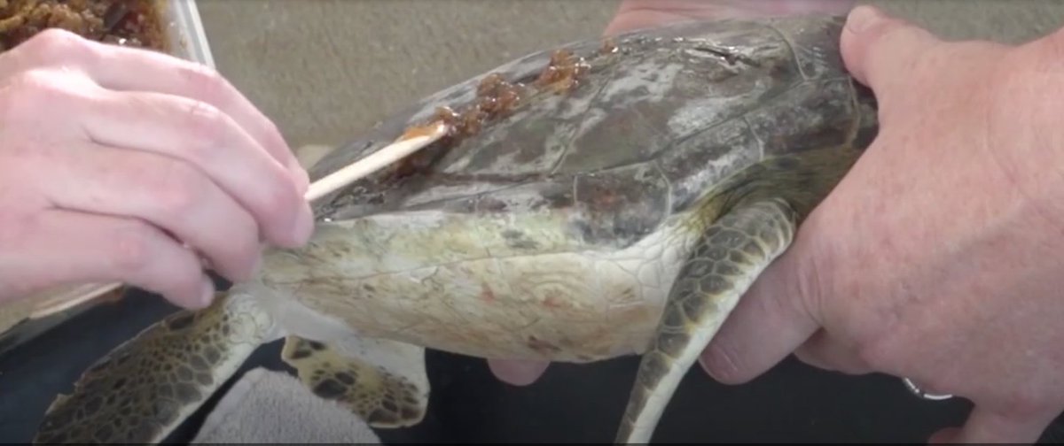 uniplaneta's tweet photo. Miel para las heridas: el dulce tratamiento de un zoológico de Florida para las tortugas https://t.co/vi48izIpr7 https://t.co/3xGuuorx4w