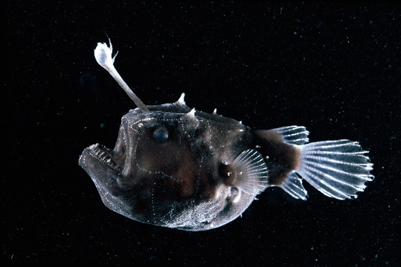 にかいどう 機械生物図鑑 En Twitter 究極のヒモ チョウチンアンコウ オスは小さく メスの40分の1程で餌を食べる事すらできない オスはメスを見つけると体に噛みつき 養分を吸い取って暮らすんだって 除々に目などの不要な器官は溶けていき 癒着が進み最後は