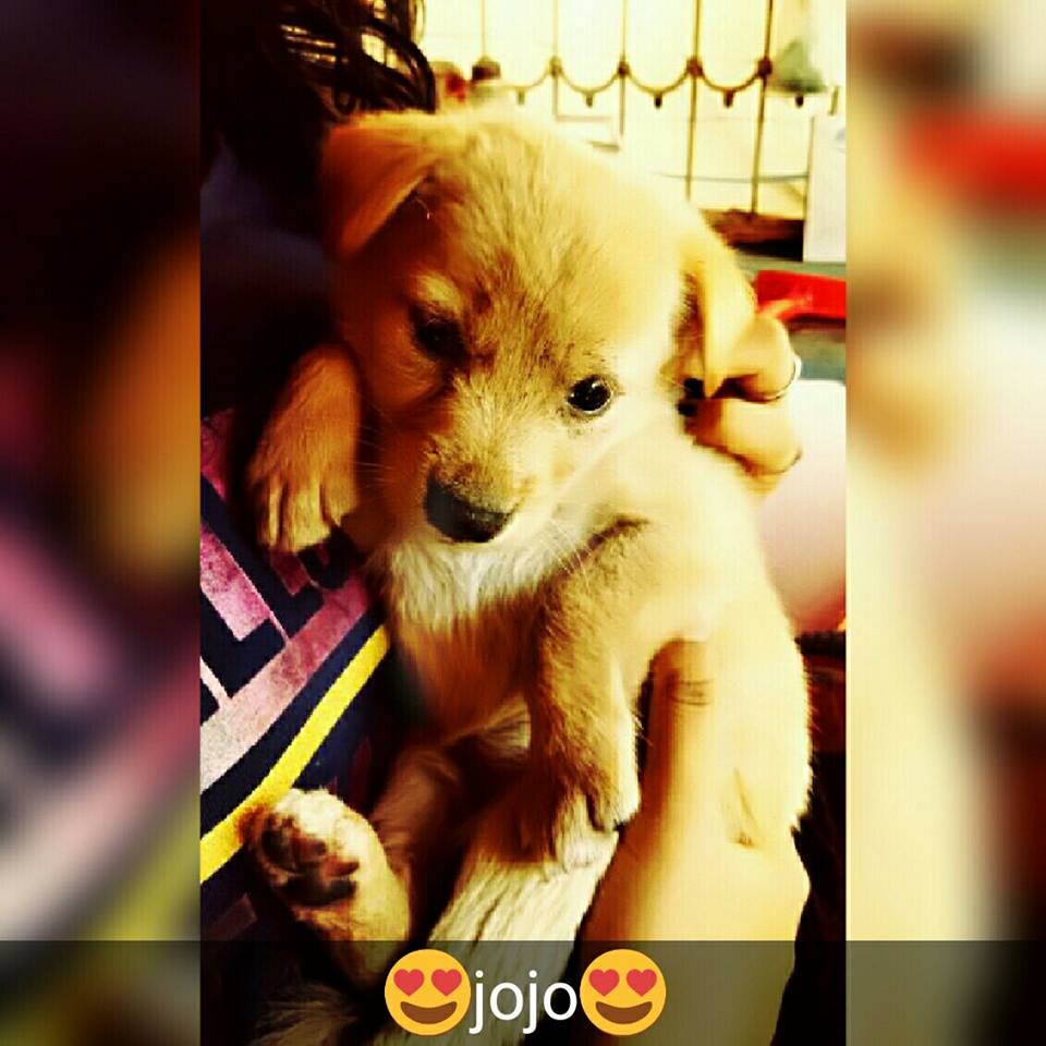 MuskanMalik_'s tweet photo. Kapil Sir I'm also a Dog Lover..
Yea Mera Puppy🐶 Hai @KapilSharmaK9 
Best of Luck For
#FamilyTimeWithKapilSharma https://t.co/sXqRTJZEYz