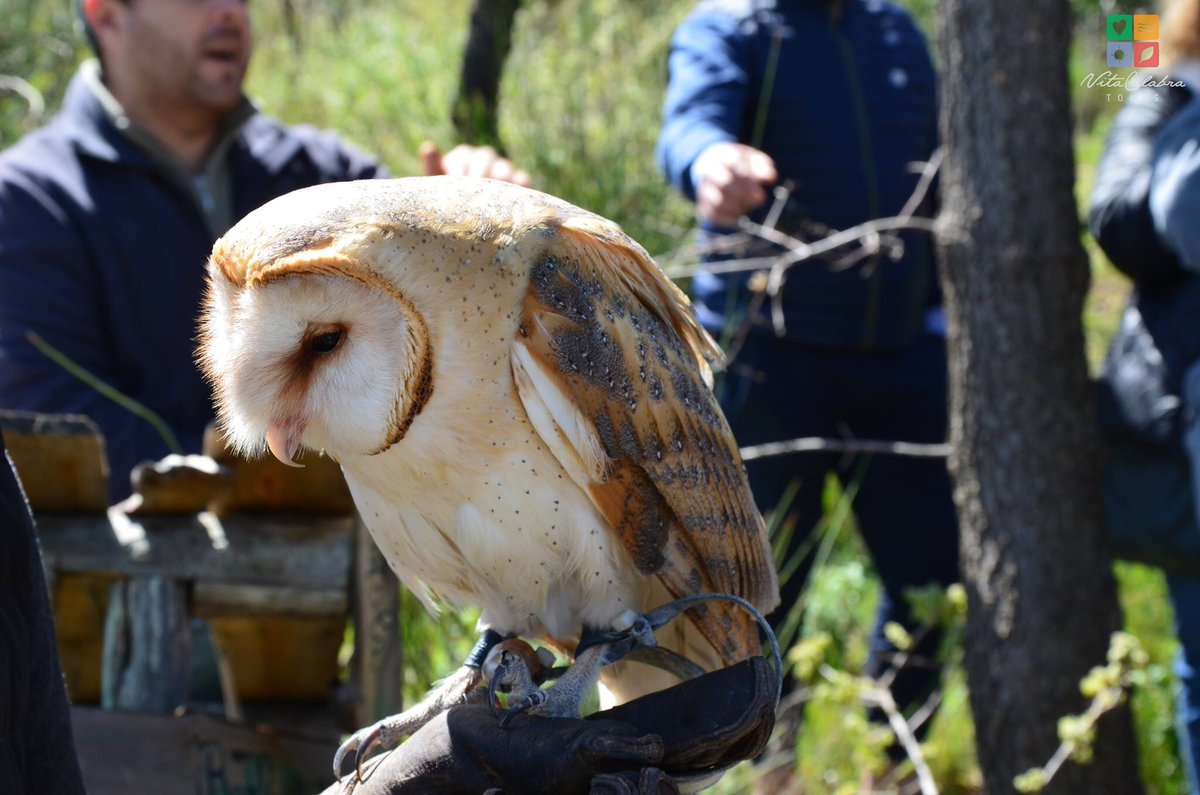 VitaCalabra's tweet photo. A #pasquetta siamo stati ospiti dell’associazione “I sette venti del Pollino” #falconeria in #Calabria nel cuore del #parconazionaledelpollino. Sullo sfondo #Civita a brevissimo il video racconto sul blog 👉🏻 https://t.co/wBP1oy7tiv https://t.co/axDN3HlsWf