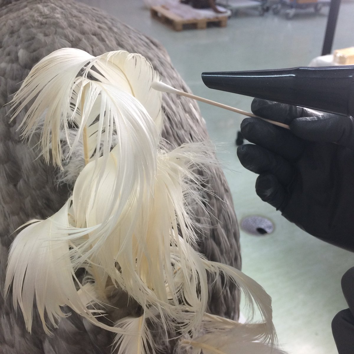 UiBNHKons's tweet photo. Our model dodo is having his tail feathers  steam preened in the conservation lab #dodo #dronten #raphuscucullatus #model #rowlandward #conservation #conservationlab #konservatorliv #bergennaturalhistorycollection #naturhistorie #naturalhistory #taxidermytuesday #museum https://t.co/ass2AeztIi