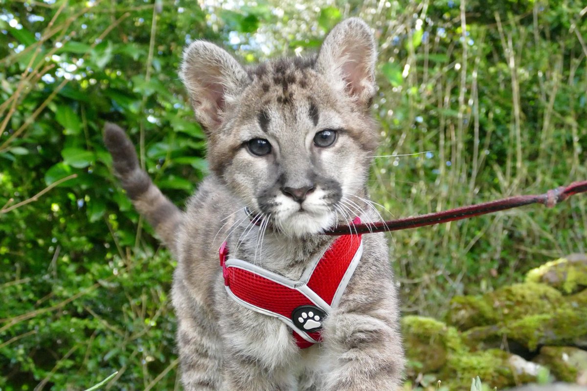 cornwallnatcons's tweet photo. Meet Lovejoy our young Puma growing up after a rocky start #conservation #cornwall #bigcats #puma #mountainlion #lovejoythepuma https://t.co/rUA4DXnOst