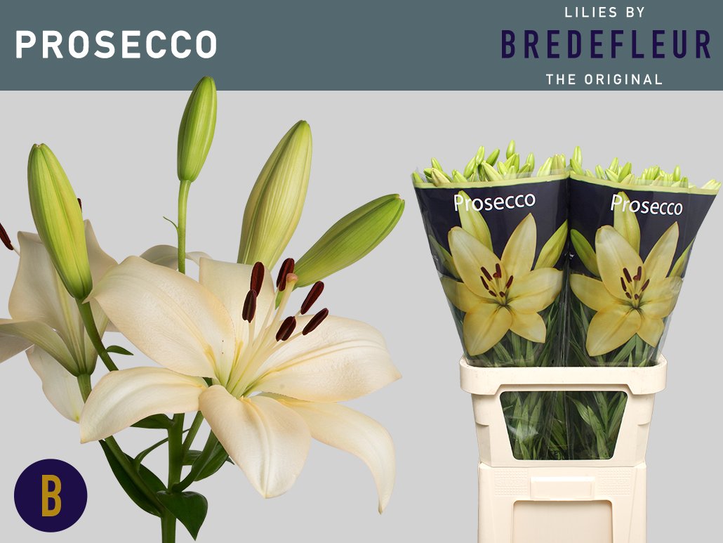 Vanaf vandaag is onze champagnekleurige lelie Prosecco weer het hele jaar verkrijgbaar! Perfect voor bruiloften en andere feestelijke evenementen: bredefleur.nl/assortiment/pr…. #originalbybredefleur <a href="/VermeulenGerard/">Klok 1 Naaldwijk</a>