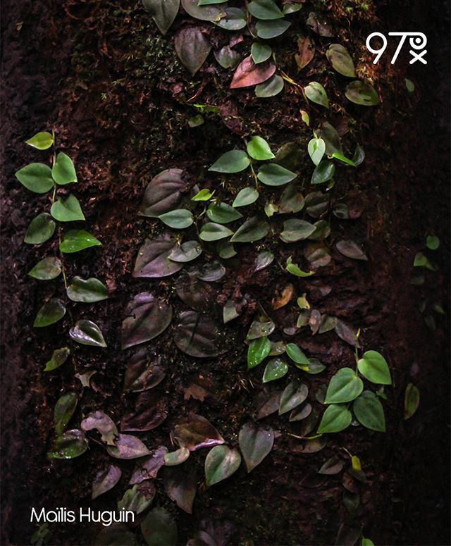 Agence97px's tweet photo. Tonalité tropicale, un surprenant jeux de couleurs végétales par Mailis Huguin, pas très loin des chutes Voltaires. 🌳🎨
https://t.co/kWrILfnu68
#photography #photographer #art #instagood #pics #beautiful #exposure #focus #nature #tree #rainforest #Guyane #color #agence #97px https://t.co/c9XvTpdLJy