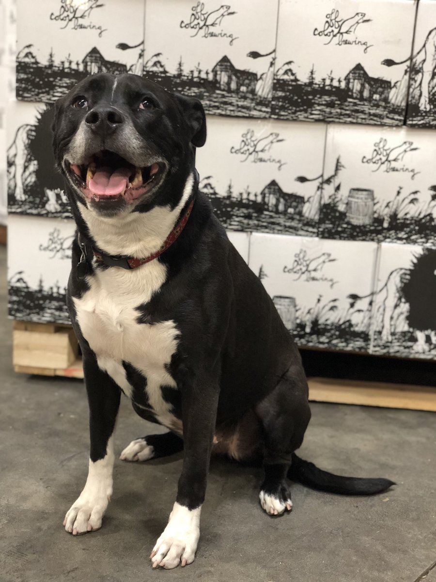 OffcolorBrewing's tweet image. Of course Goose is smiling. He has one of the coolest jobs in Chicago. He guards the Apex Predator. #brewerydog #chicagobeer