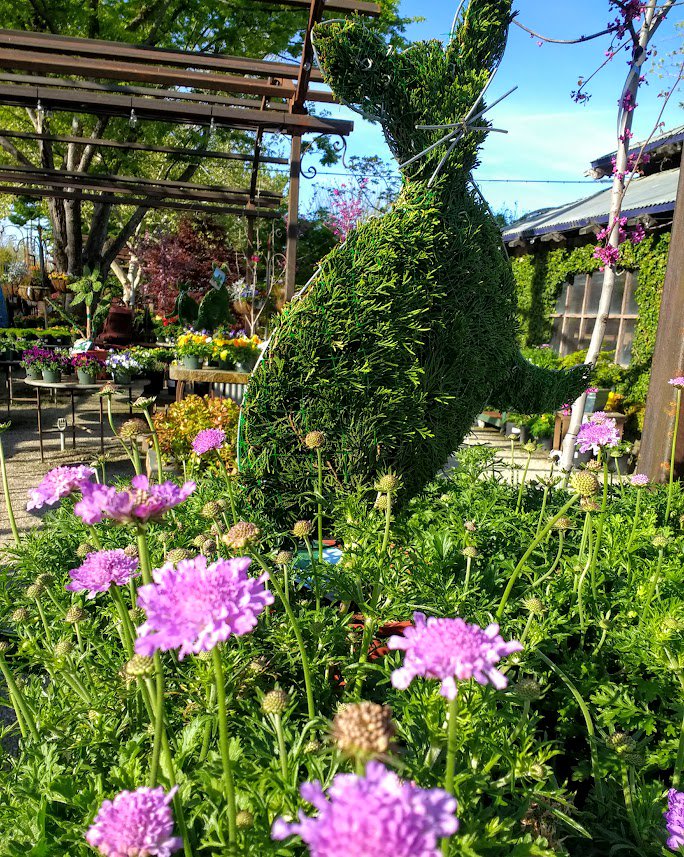 highhandnursery's tweet photo. Kitties and pincushions and lush spring leaves... Meander thru the gardens at High Hand Nursery, watch the season unfold.
Did you know the pincushion or scabiosa is a relative of the honeysuckle?!
Learn more!
#HighhandNursery #springinloomis #scabiosa https://t.co/KoTxdEuPcH