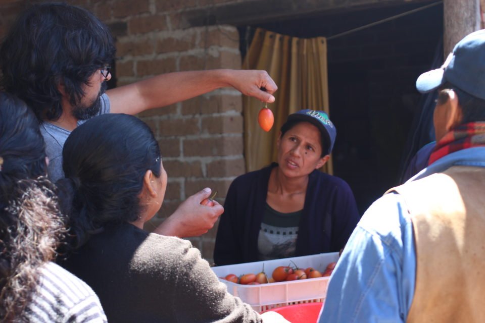GobiernoJujuy's tweet photo. Gestionan localmente la producción sustentable de #Chilto. https://t.co/r86gfikOv1 #HayGestión https://t.co/lvJ1qsPg8e