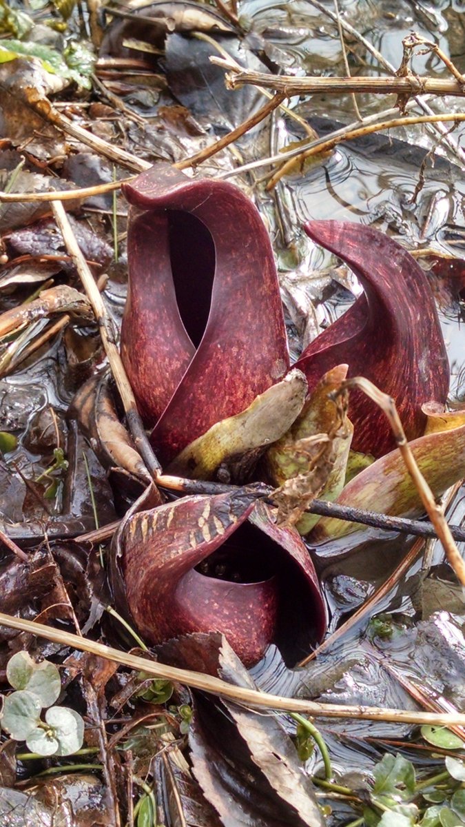 LeopoldLabESF's tweet photo. Symplocarpus foetidus (skunk cabbage). Freeville, NY. 3/31/2018. #botany #nativeplants #spring https://t.co/Zfvf2XfjyK
