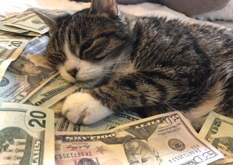CatsAndMoney's tweet photo. how's work or whatever https://t.co/VCw8CLOGll