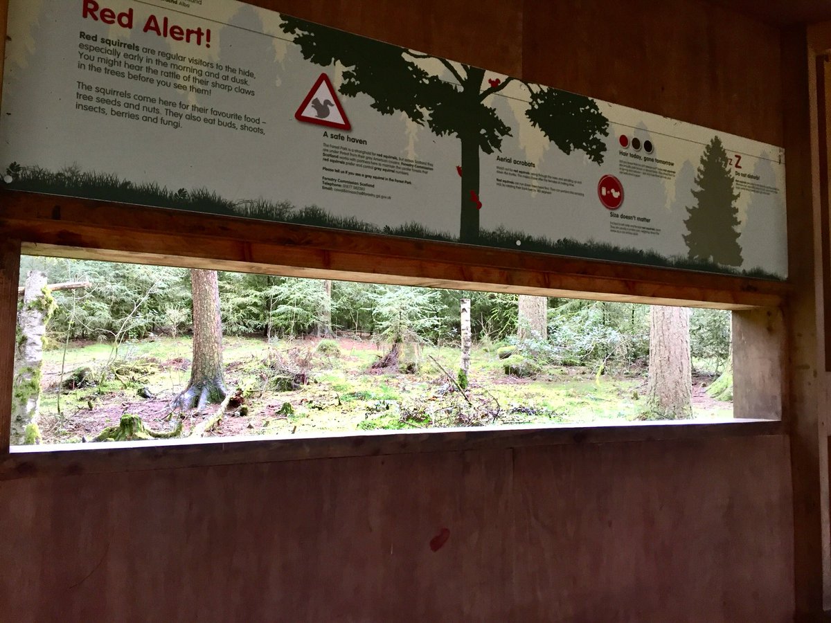 Gillw10's tweet photo. I’m going to get used to my new daily views @LodgeAberfoyle 😍🌳🌲🐿 https://t.co/kwZaRZwqHy
