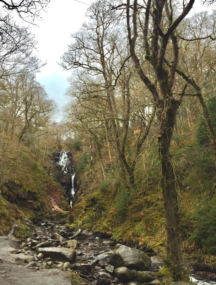 Gillw10's tweet photo. I’m going to get used to my new daily views @LodgeAberfoyle 😍🌳🌲🐿 https://t.co/kwZaRZwqHy