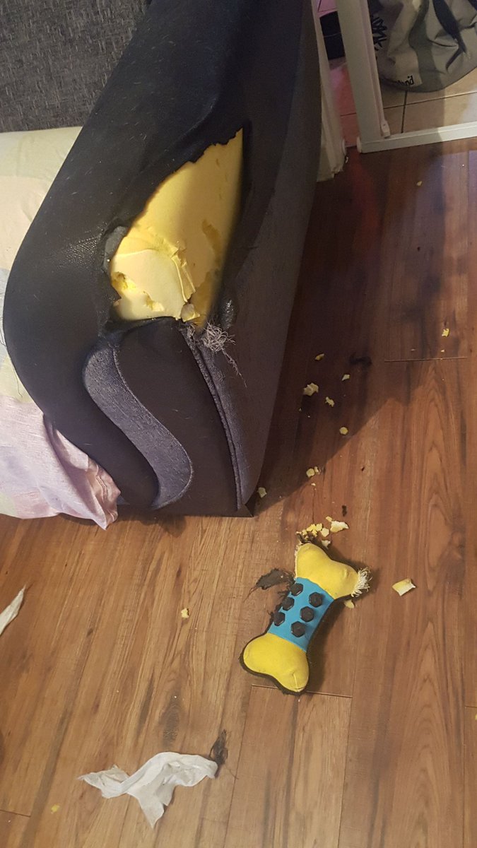 Lozza17_7's tweet photo. Rico decided to redecorate the living room today... Trying to overcome the agony by eating as many Easter eggs as I can find in the shite cupboard. Today could have gone better. ๐ญ๐ญ #ripsofa #goeswiththewallpapernow ๐ถ https://t.co/jAnevJZJPV
