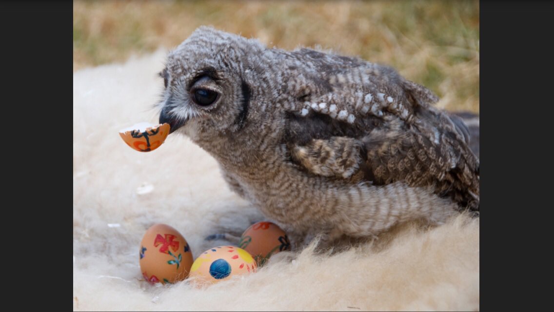 What hatched out of your Easter egg? #OlMalo #Easter #kenya