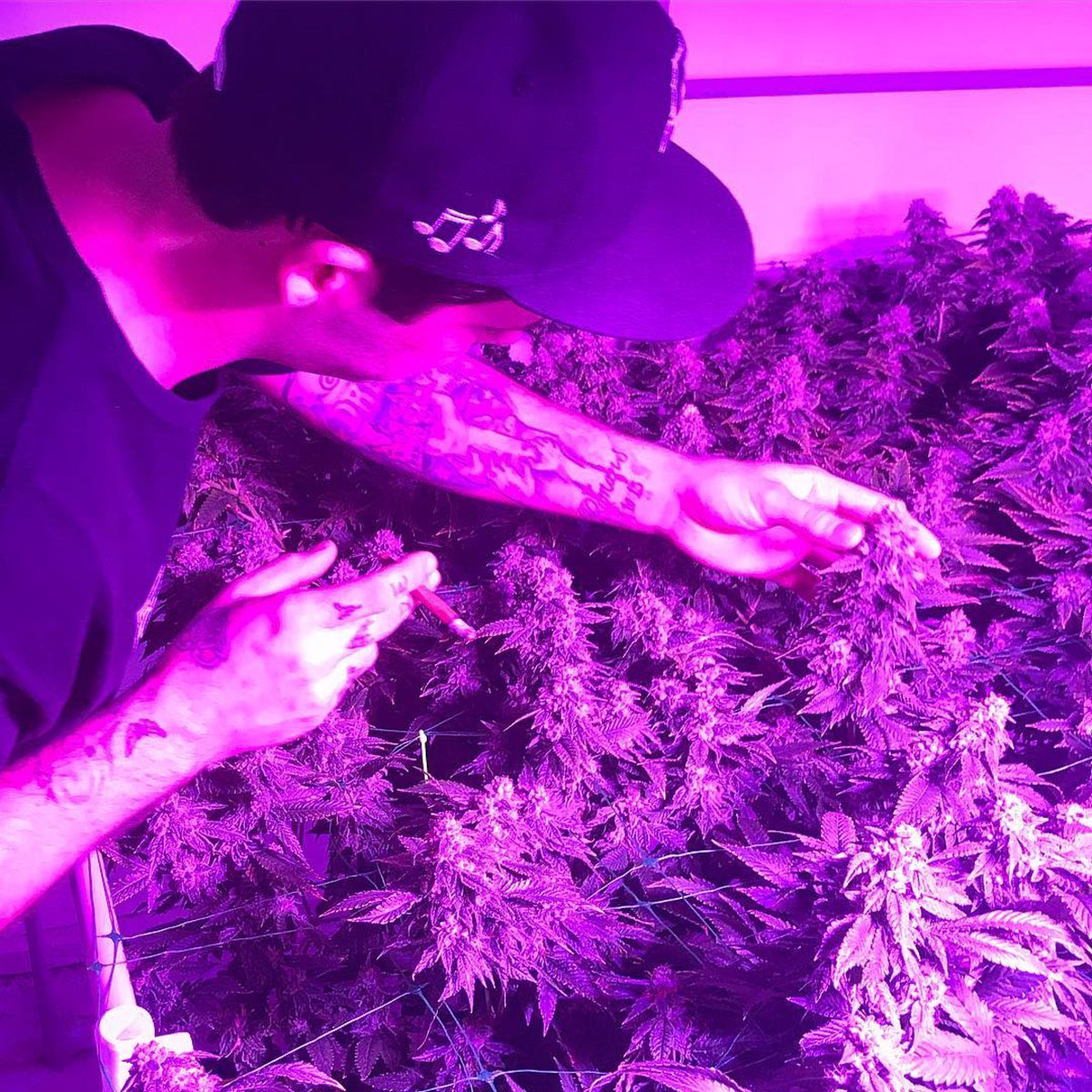 PathogenZero's tweet image. #Repost @CaliCropDoc
・・・
TIP OF THE DAY 💜 Keep day/night time temperature swing below 10 degrees for maximum nutrient utilization, the less energy your plant spends adjusting temps the more energy it has for nutrient allocation YouTube.com/CaliCropDoc