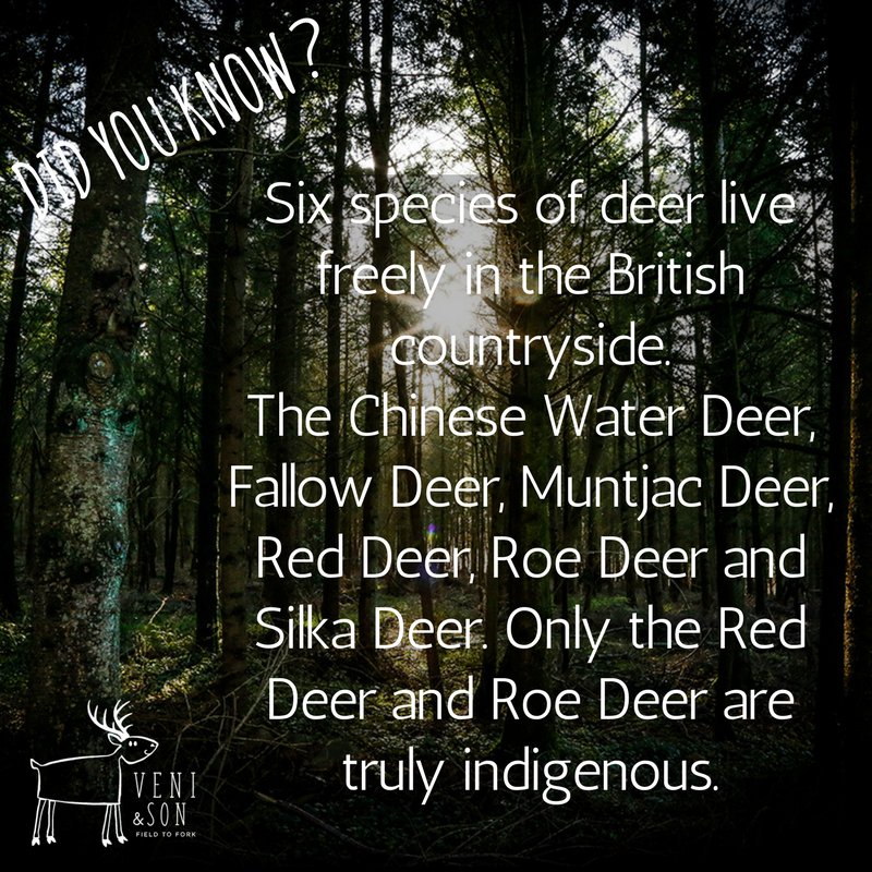 Did you know? ...
.
.
.
.
#deerfacts 
#wildfood 
#eatery 
#fieldtofork 
#locallysourcedfood 
#organicfood