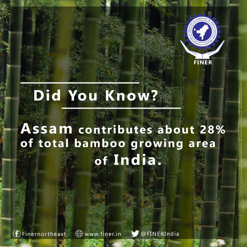 FINERIndia's tweet photo. #NorthEast has almost 100 species of Bamboo. #Bamboo is versatile, and can be used as a construction material to craft boats, zeppelins and airplanes opening up great #business opportunities in Northeast. #Finer #Commerce #AssamProduce #Startups #Assam #economy #industry https://t.co/2gBuX4UKiA