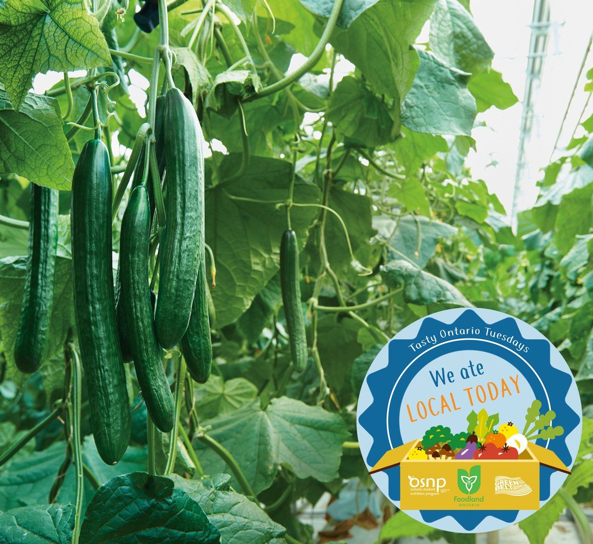 OSNPsouthwest's tweet photo. This week's #TastyOntarioTuesday feature item is Mini Cucumbers from Cornies Farms in Kingsville, ON! They are a great snack to take a quick crunch on!
Let us know how you liked your #minicukes this week! @FoodlandOnt @ONgreenhouseVeg @KingsvilleBIA #SayYestoGoodFoodinSchools https://t.co/Q8fG6syEhq