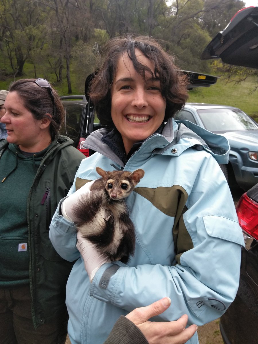 BreezyMulligan's tweet photo. A very magical moment getting to hold a ringtail. These critters are fully protected in California and yet little is known about them. #magicfound #wildlife #conservation https://t.co/CtqtXtq6ti