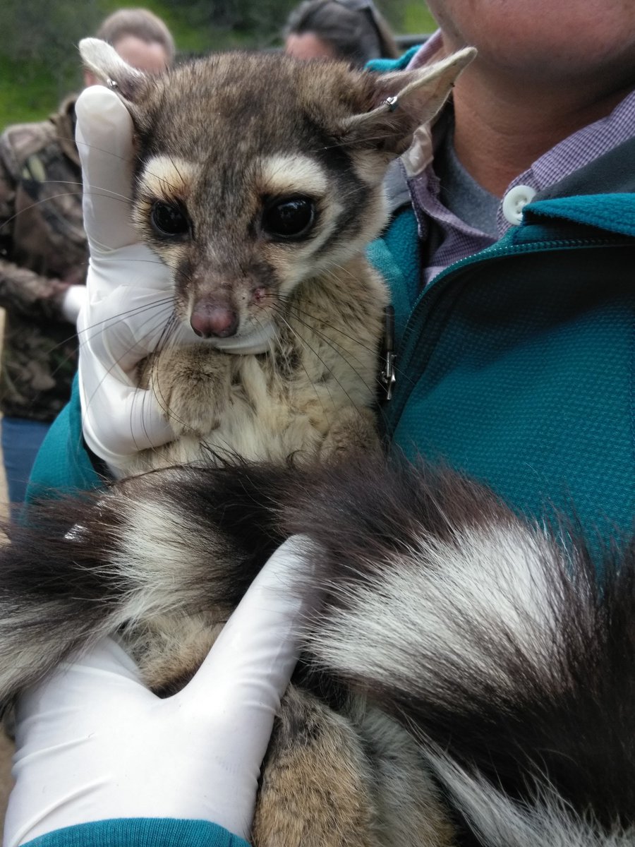 BreezyMulligan's tweet photo. A very magical moment getting to hold a ringtail. These critters are fully protected in California and yet little is known about them. #magicfound #wildlife #conservation https://t.co/CtqtXtq6ti