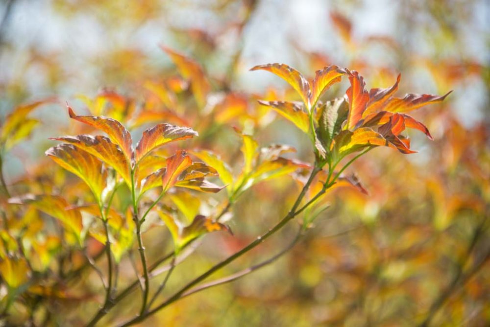 'Raging Red' is the best new red flowering dogwood to date with the added bonus of deep burgundy foliage. Foliage greens a bit during summer before changing to flaming red in fall. Spring bloom and colorful summer foliage.