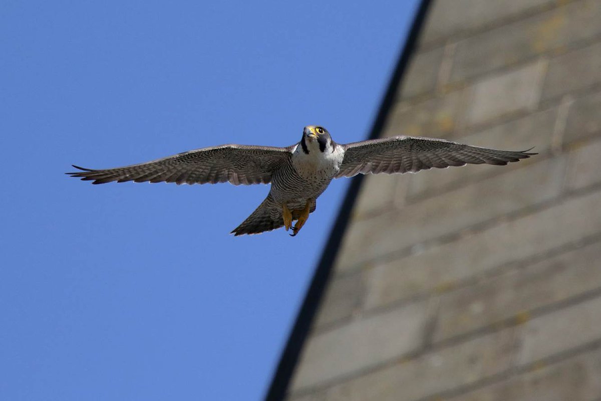 Rochdale Council On Twitter Cracking News As The Peregrine