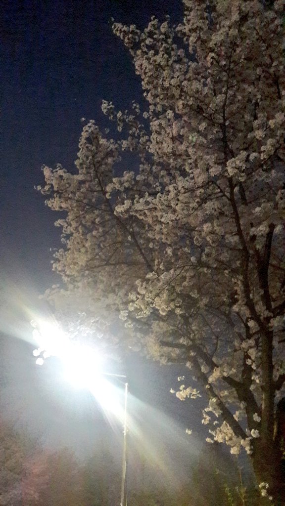 Rheaven88's tweet photo. 밤낮으로 일하고 집에가는 ���..
활짝 핀 벚꽃을 보며 내 지친 마음을 달래본다 https://t.co/aaoSrHA0NT