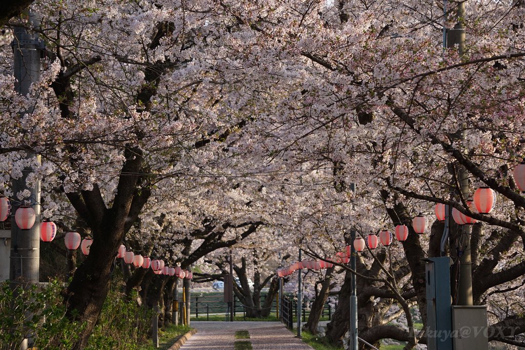 Takuya 桜 美祢さくら公園 桜 美祢さくら公園 ファインダー越しの私の世界 T Co Z8y7bngmmz Twitter Takuya 桜 美祢さくら公園 桜 美祢さくら公園 ファインダー越しの私の世界 T Co Z8y7bngmmz Twitter