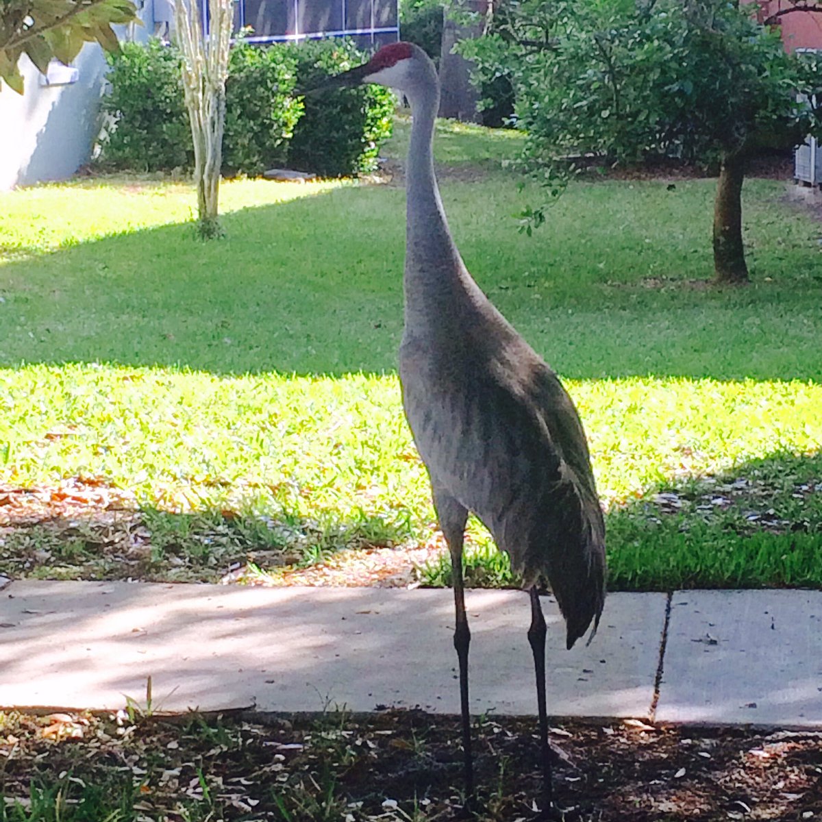 Neighbors visiting this morning #cranes 🌼
Wishing everyone a Happy Tuesday from #GalapagosTagua 
 #florida #centralflorida #orlandoflorida #lakemary #lakemaryfl #heathrowfl #iloveflorida #floridalife #floridaliving #wahmlife #wahmmade #birdsofparadise #paradisecity #lovemytown