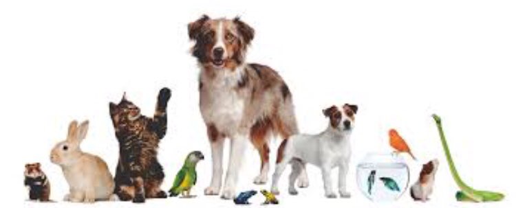 TheGatewayRx's tweet photo. Let us save you a trip and order your pets meds for you! https://t.co/J4Enqpw4f0