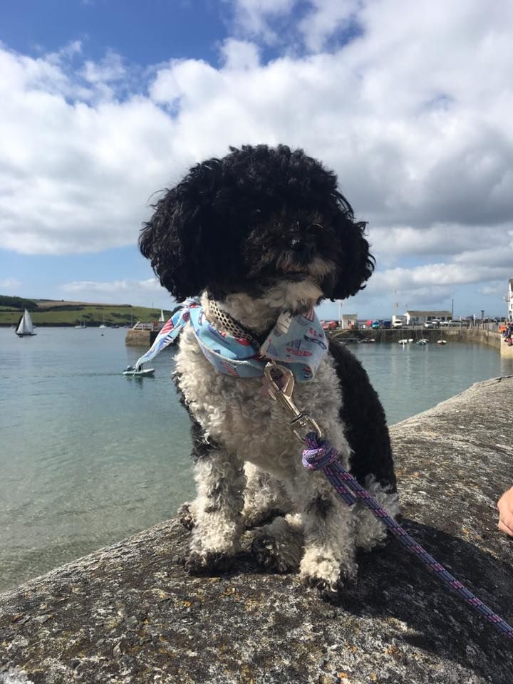 parcelpet's tweet photo. What a beautiful day for a walk! Here's #ParcelPeep Pixie enjoying a stroll (or more like a sit) in some WAGnificent weather 🌞 #NationalWalkingDay https://t.co/HWkqHTg9oc