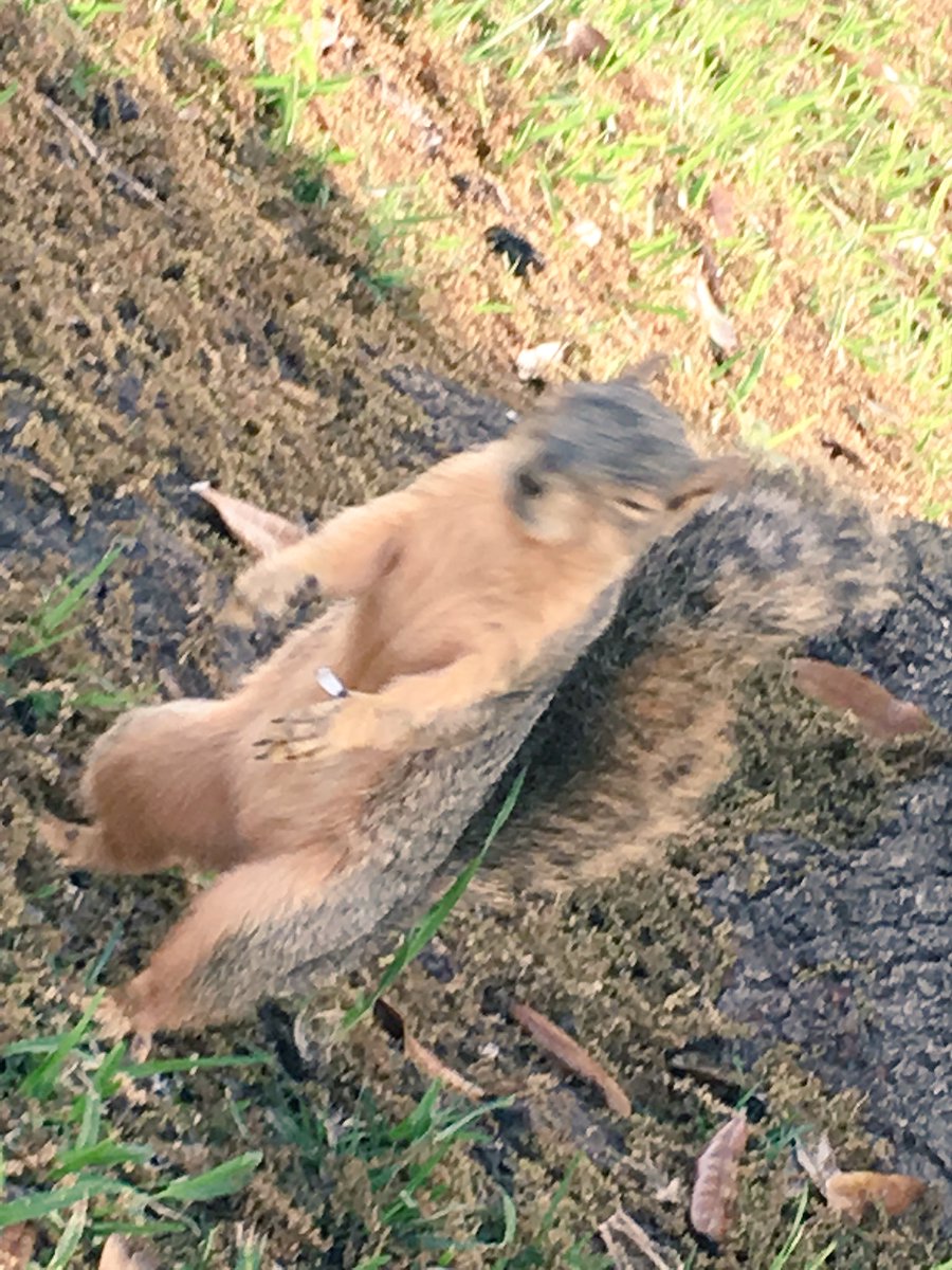 This little guy came out to greet me this morning. Too funny. #backyard squirrel #Squirrels